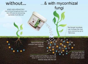 mycorrhizal-fungi-diagram - Regenerative Landscapes Australia